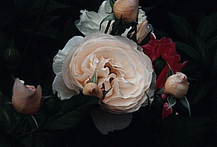 heritage english rose