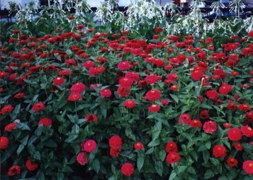 red chrysanthemums in Montreal