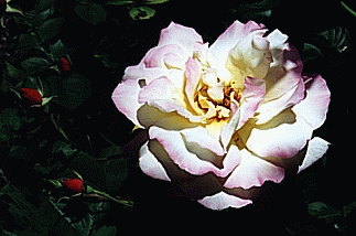 peace rose