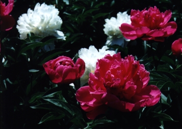 red & white peonies