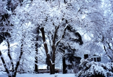 a winter scene 
in our neighborhood