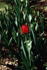 early single red tulip
